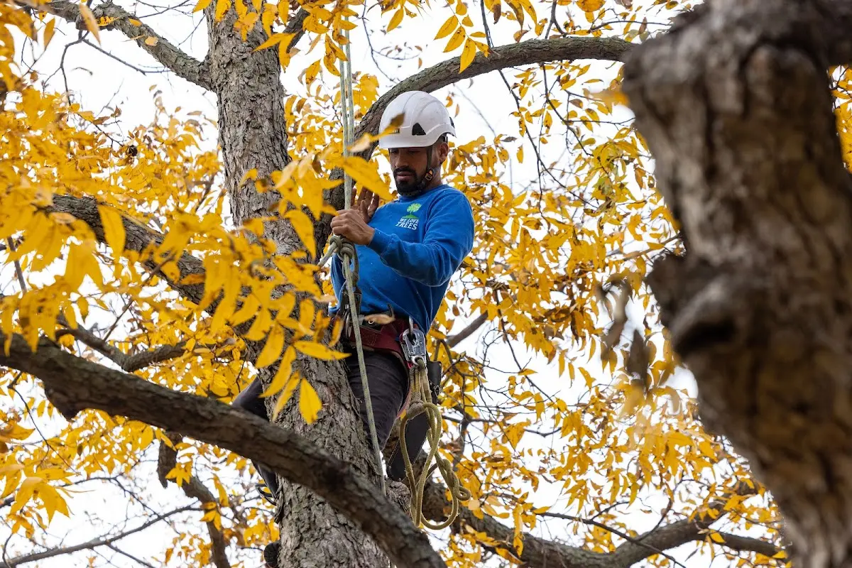 Skilled Tree Trimming crew working in Belmont